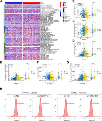 Upregulation of GOLPH3 mediated by Bisphenol a promotes colorectal cancer proliferation and migration: evidence based on integrated analysis